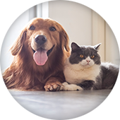 Protect Your Furry Friends with MetLife